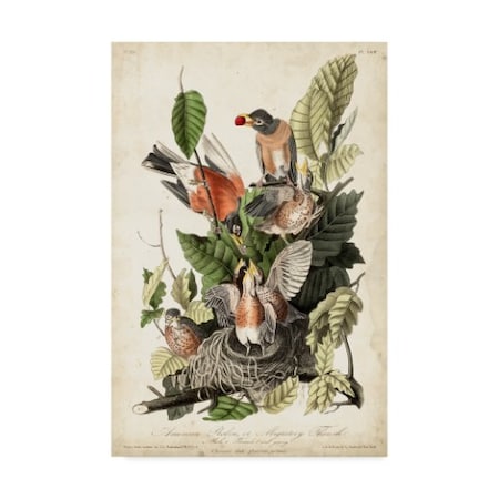 John James Audubon 'Audubons American Robin' Canvas Art,22x32